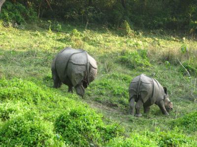 9 Nights 10 Days Kathmandu Chitwan Pokhara Lumbini Package Tour